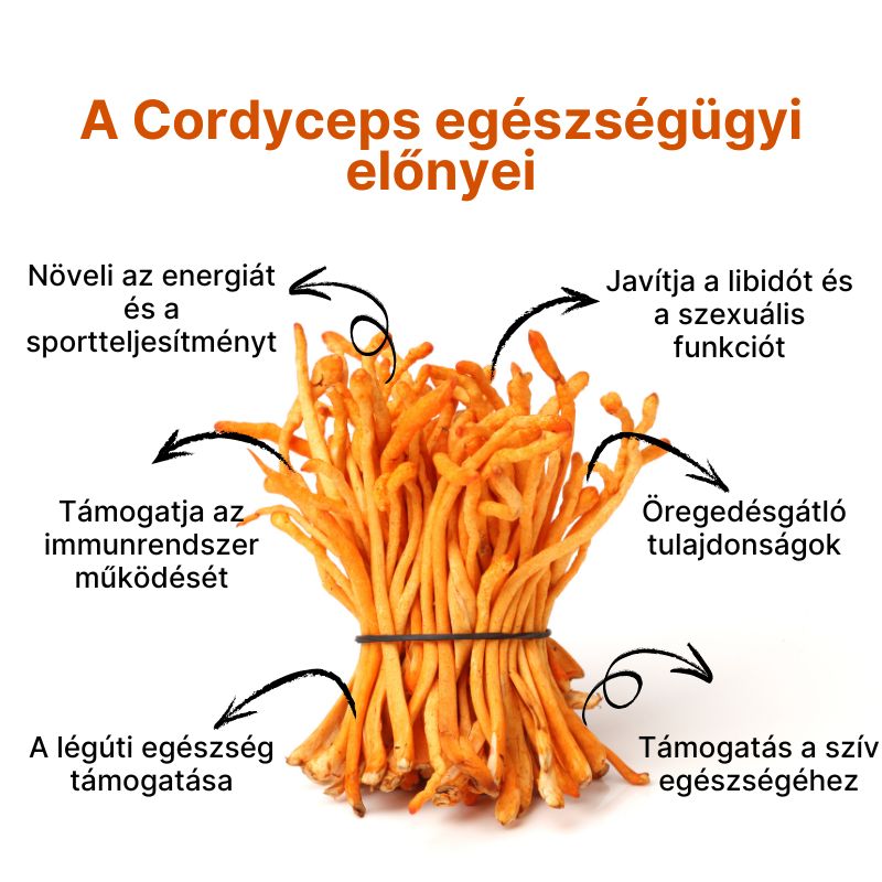 (Maďarština) Zdravotní přínosy Cordycepsu